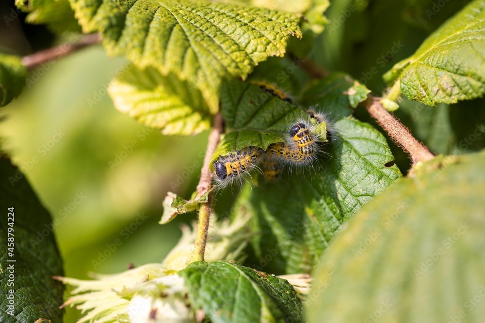 A sunny portrait of a group of buff-tip caterpillars sitting, crawling on a leaf of a hazelnut tree. The insect is also called a phalera bucephala and is yellow with black stripes and has white fur. A sunny portrait of a group of buff-tip caterpillars sitting, crawling on a leaf of a hazelnut tree. The insect is also called a phalera bucephala and is yellow with black stripes and has white fur.