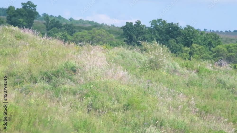 slow motion, the view from the car window, when he moves, you can see green trees and bushes, small hills, a bright sunny day slow motion, the view from the car window, when he moves, you can see green trees and bushes, small hills, a bright sunny day
