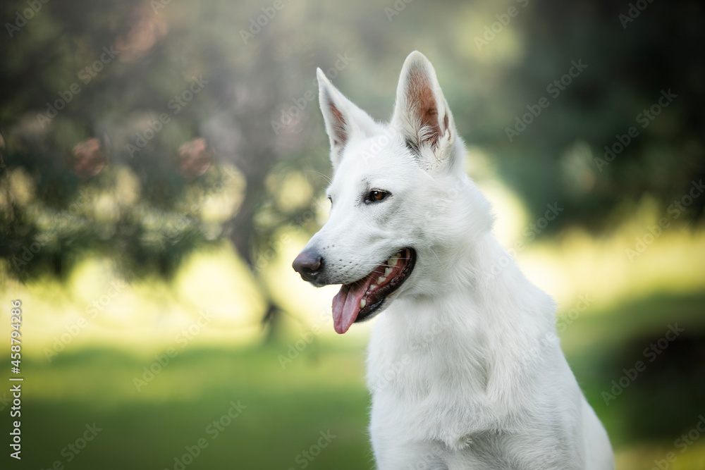 White Swiss Shepherd Dog - portrait of a dog White Swiss Shepherd Dog - portrait of a dog