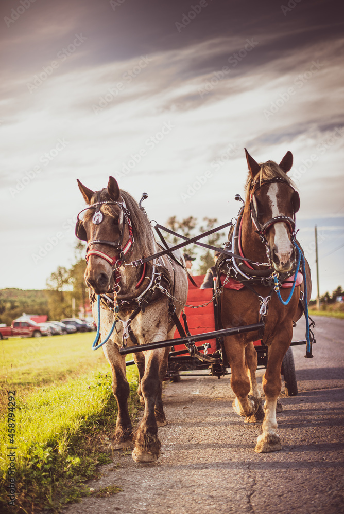Draft horses pulling a carriage outside in summer Draft horses pulling a carriage outside in summer