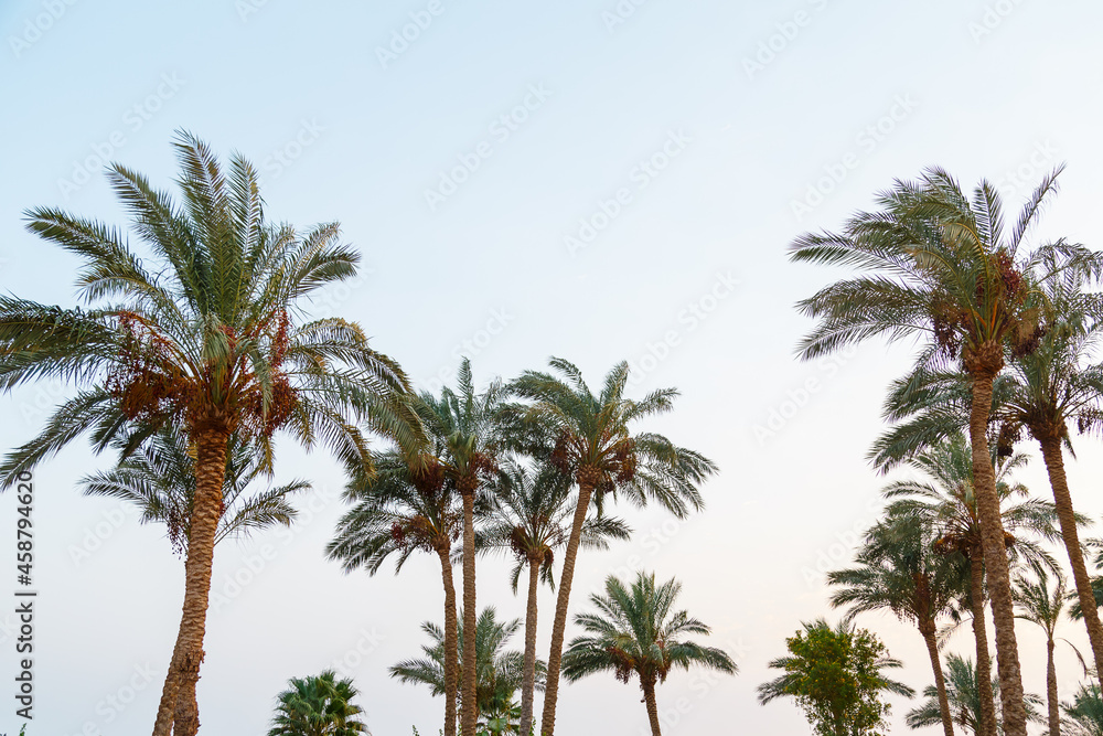 Date palms against the background of the sky colored with reflections of the sun. Date palms against the background of the sky colored with reflections of the sun.
