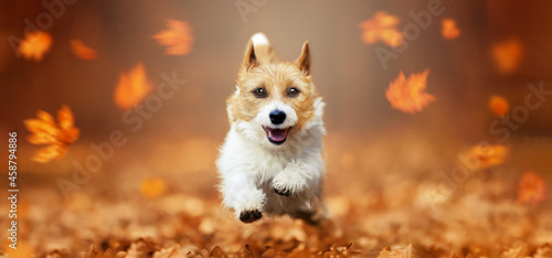 Fotografia Funny happy cute smiling pet dog puppy running in the leaves