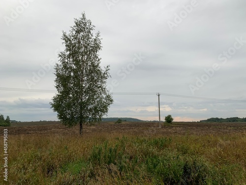 morning in the forest