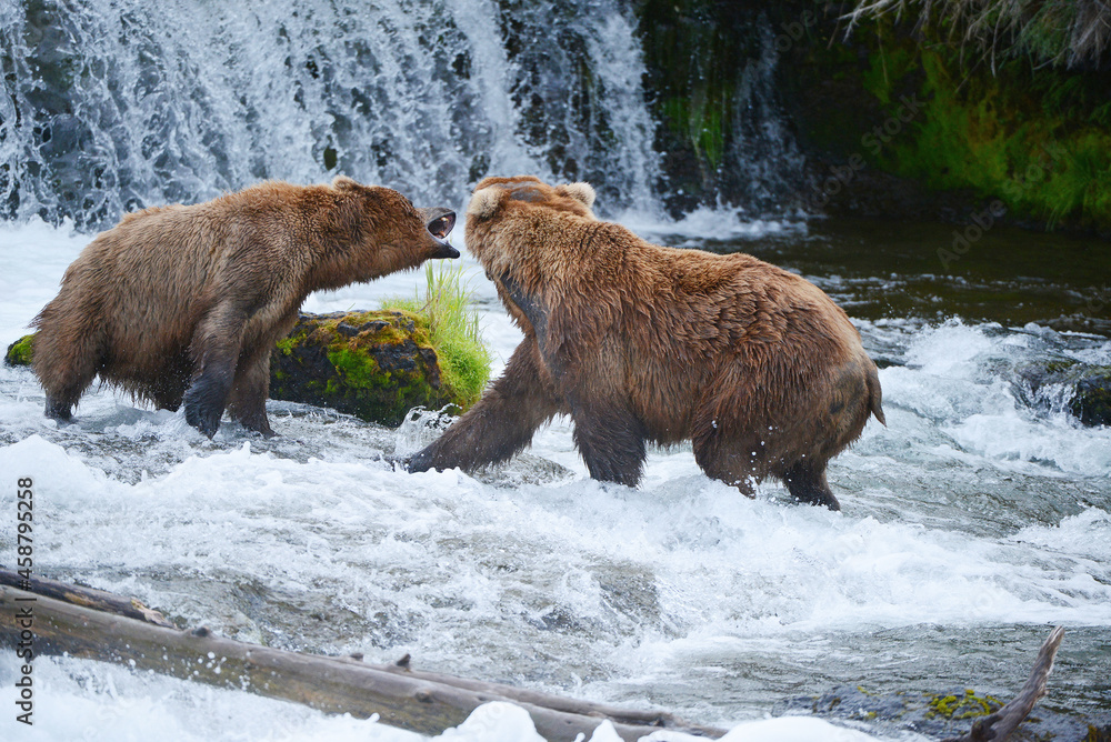 grizzly bear fight grizzly bear fight