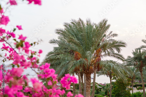 Date palms and pink flowering bushes against the sky.