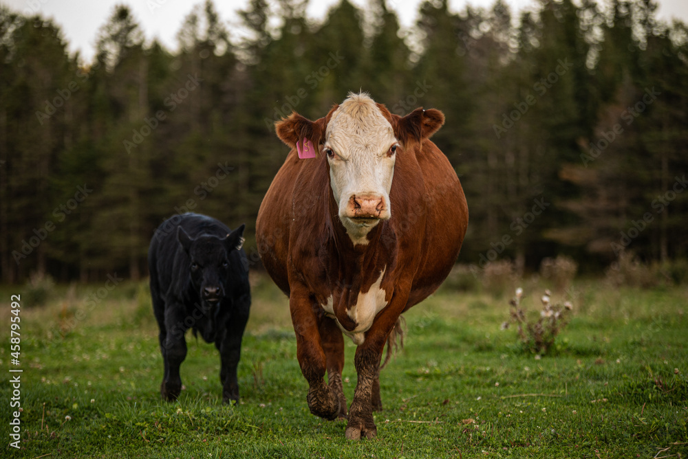 Cow and calf walking outside in summer pasture Cow and calf walking outside in summer pasture