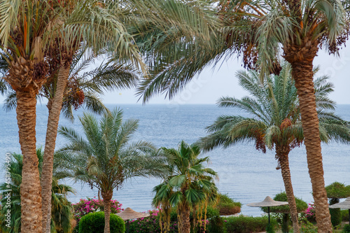 Date palms with fruits against the background of a light blue sky and a calm sea.