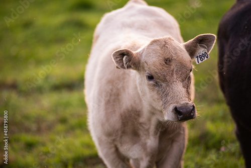 Charolais Calf outside in summer pasture © Beatrice