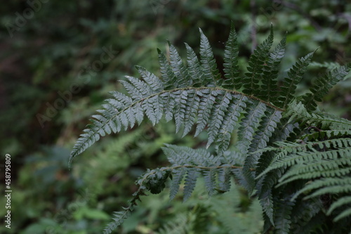 Selective focus of beautiful ferns leaves green foliage. Close up of beautiful growing ferns in the forest. Natural floral fern background in sunlight.