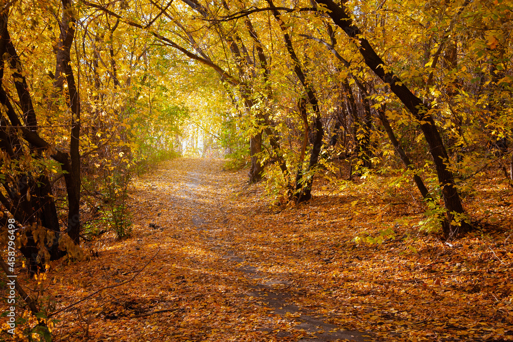 Beautiful path in the autumn forest with colorful trees. Autumn natural background