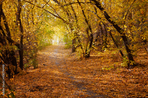 Beautiful path in the autumn forest with colorful trees. Autumn natural background