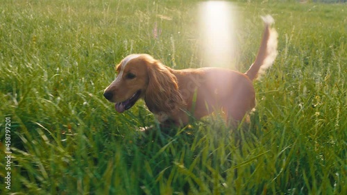 In a sunny day very cute small dog English cocker spaniel walking through the grass in the middle of large field photo