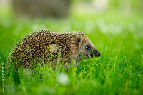 hedgehog in the grass