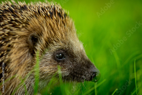 hedgehog in the grass