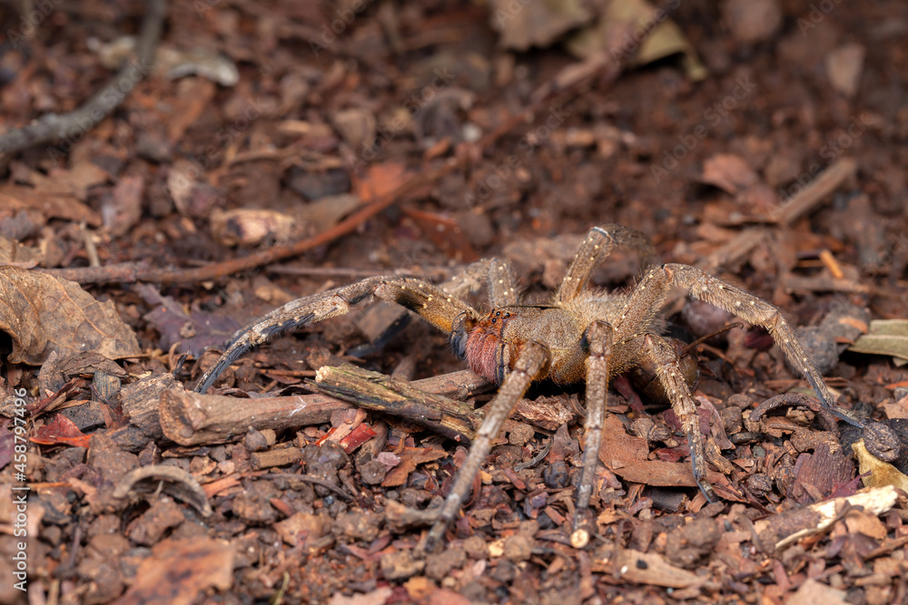 Brazilian wandering spider Phoneutria nigriventer Brazilian wandering spider Phoneutria nigriventer