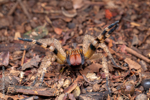Brazilian wandering spider Phoneutria nigriventer photo