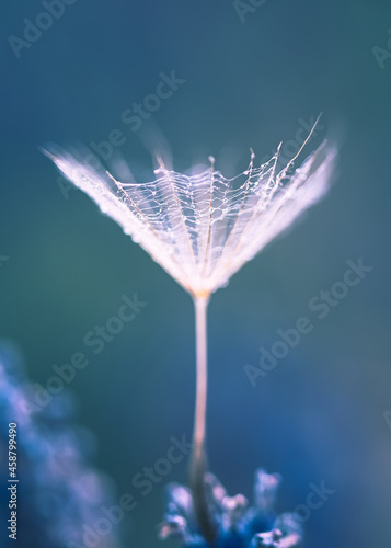 Blue dandelion, abstract, elegant, minimal