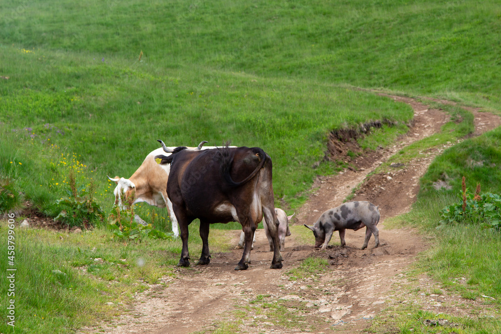 Cattle in the forest Cattle in the forest