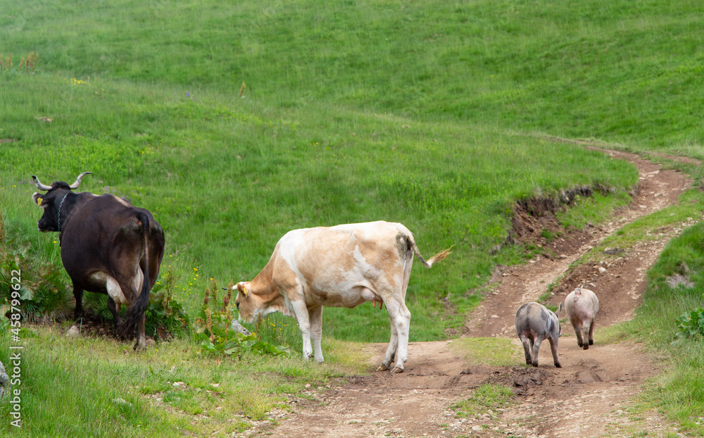Grazing animals Grazing animals