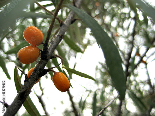 Orange berries on the blured background photo