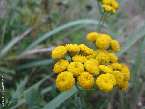 Photo of yellow flowers with selective focus © Vladimir