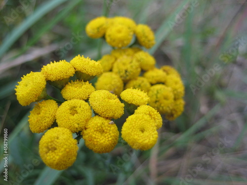 Yellow flowers in the morning forest