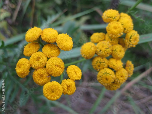 Group of yellow flowers in the forest