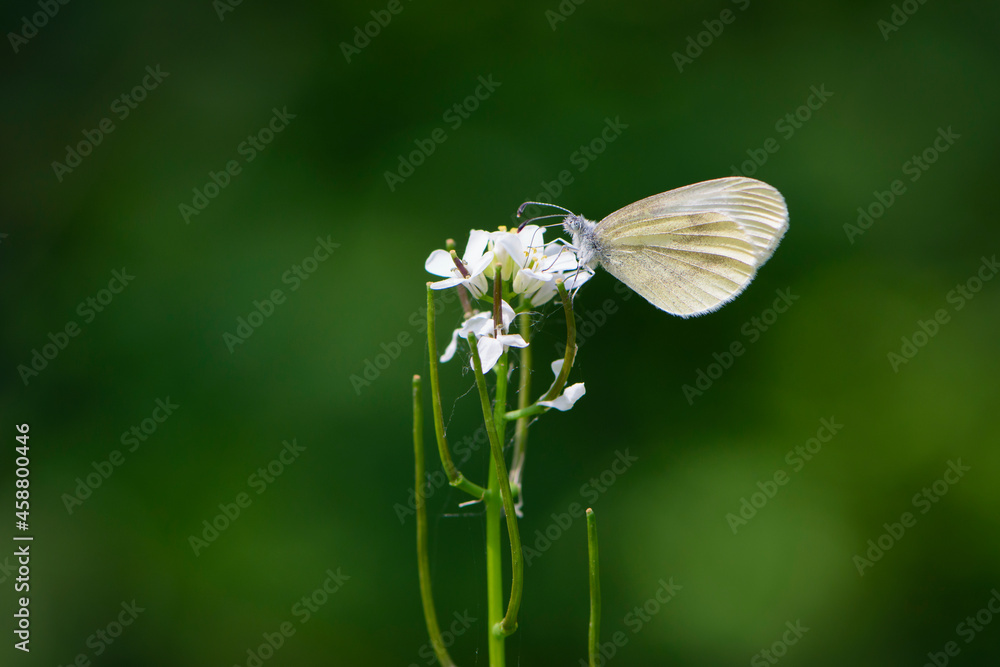 small white butterfly on white wildflowers, in green grass. Beautiful butterfly in the meadow. delicate white butterfly on a field plants. bokeh, close-up, blurred background, soft focus small white butterfly on white wildflowers, in green grass. Beautiful butterfly in the meadow. delicate white butterfly on a field plants. bokeh, close-up, blurred background, soft focus