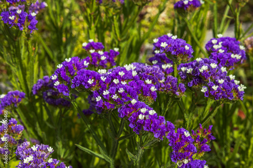 Close up view of purple flowers Limonium sinuate on green background. Beautiful nature backgrounds. Sweden. photo