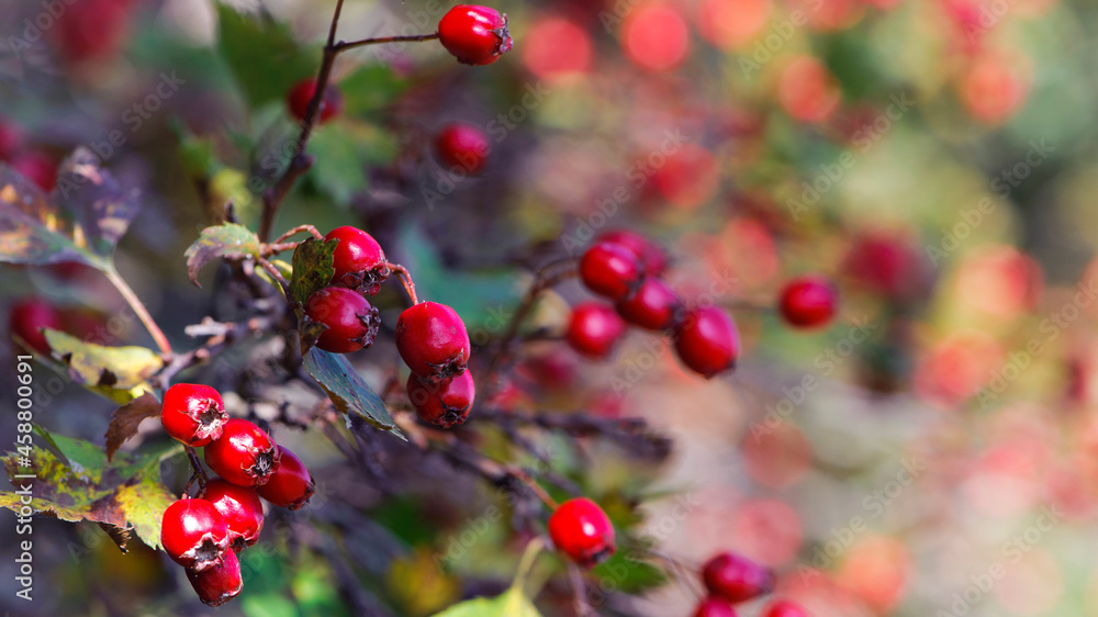 Crataegus. autumn forest red berries on a branch. Close-up of ripe winter fruits of red hawthorn with natural background. bokeh, place for text. hawthorn bush, berries in medicine, cosmetology Crataegus. autumn forest red berries on a branch. Close-up of ripe winter fruits of red hawthorn with natural background. bokeh, place for text. hawthorn bush, berries in medicine, cosmetology