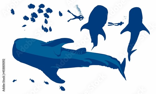 tiburon ballena nado