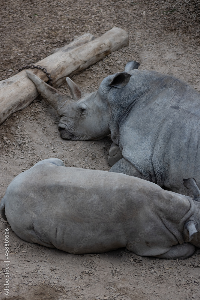 A really big rhino is sleeping on the ground and take some time to relax. The wonderful rhinos are chilling together and play. A really big rhino is sleeping on the ground and take some time to relax. The wonderful rhinos are chilling together and play.