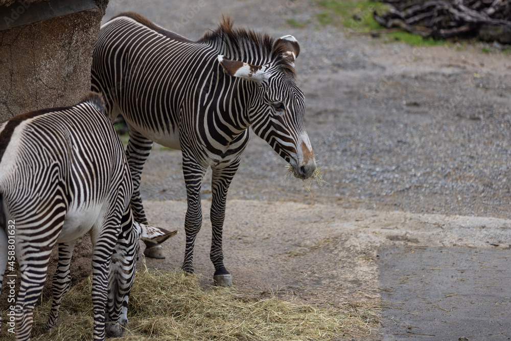 Amazing zebras are playing together and watch to each other. The zebra is just a wonderful animal whit his white and black stripes. Amazing zebras are playing together and watch to each other. The zebra is just a wonderful animal whit his white and black stripes.