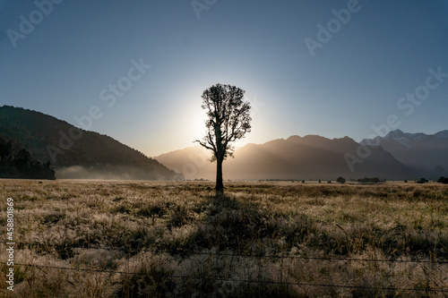 Meadow with a lone tree at sunrise, near lake lake Matheson in New Zealand