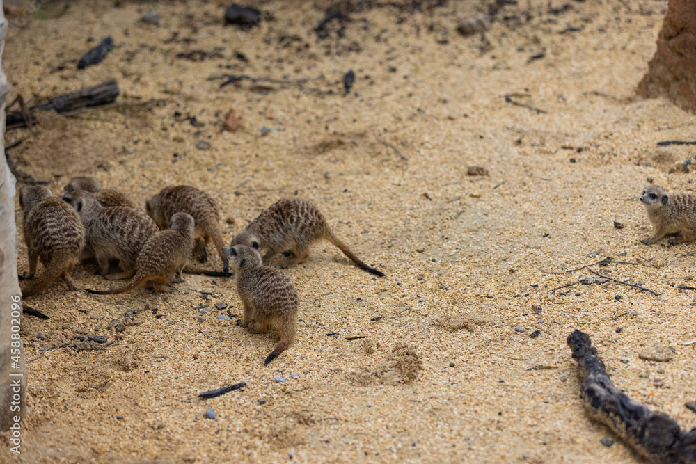 Obraz premium So many cute meerkats at one place. They are running and playing together in the sand. Another meerkat stands and looking around for some dangerous animals to run away.