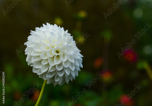 Dahlia