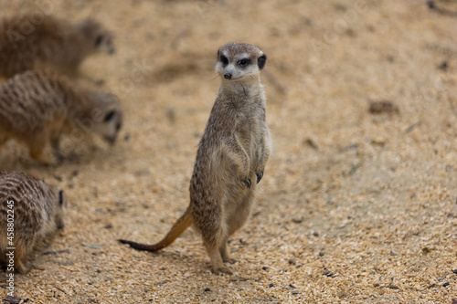 So many cute meerkats at one place. They are running and playing together in the sand. Another meerkat stands and looking around for some dangerous animals to run away. © Philip