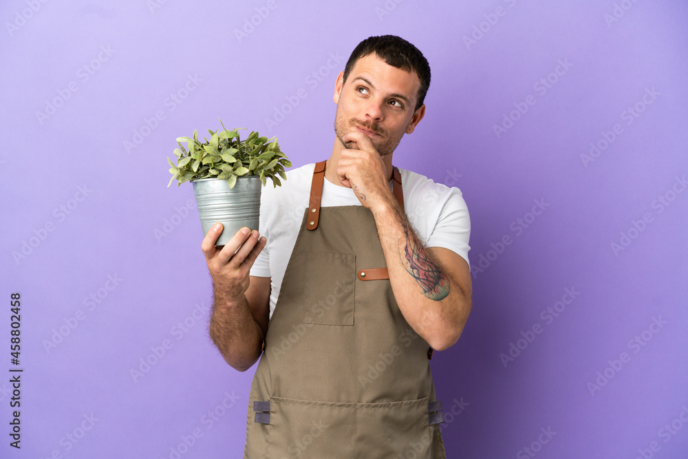 Brazilian Gardener man holding a plant over isolated purple background and looking up Brazilian Gardener man holding a plant over isolated purple background and looking up