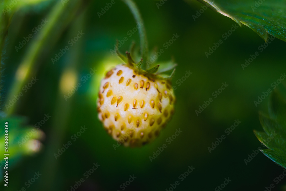 Macro berry of white strawberry on a dark green background of leaves Macro berry of white strawberry on a dark green background of leaves
