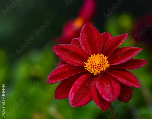 Dahlia