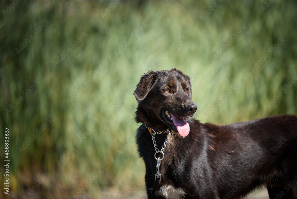 A dog from a dog shelter at an obedience and socialization training by the lake.