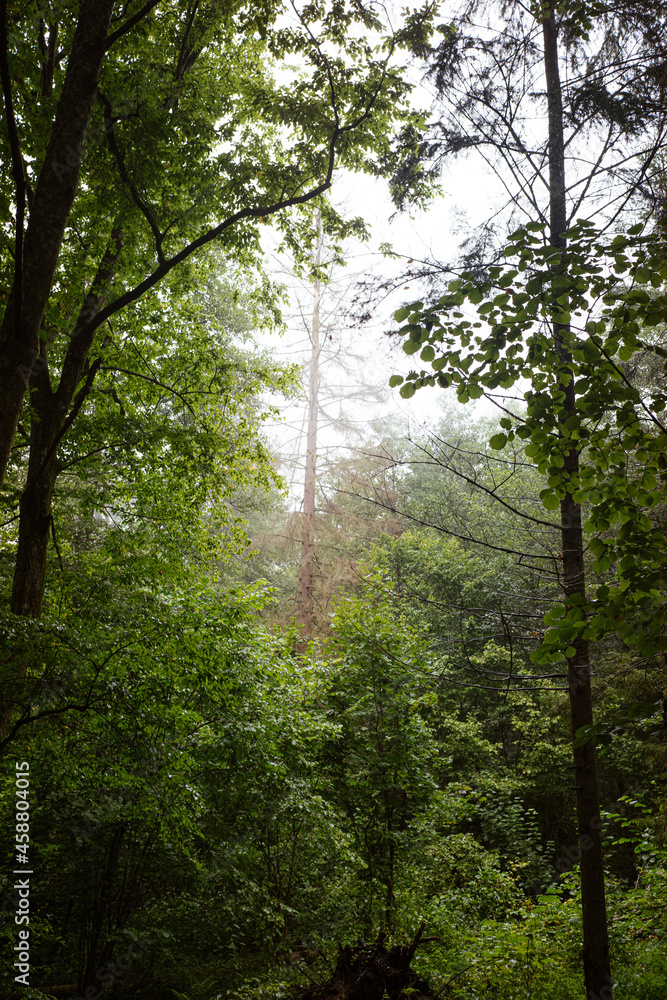 Obraz premium Na Podlasiu