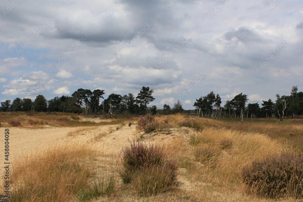 Obraz premium a beautiful heath landscape with purple flowers in a sand area with trees in the 'Kalmthoutse Heide' in Belgium