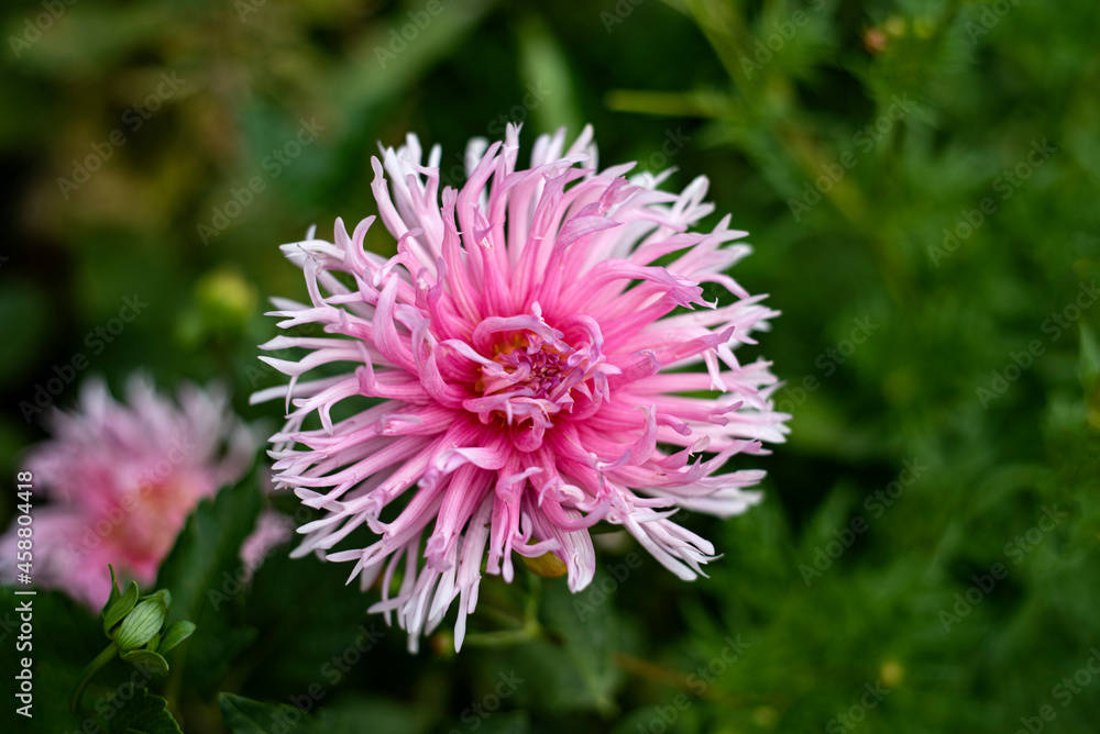 spelndid pink dahlia at garden, petals close up spelndid pink dahlia at garden, petals close up