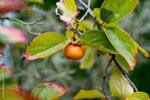 persimmon ripening on the branch