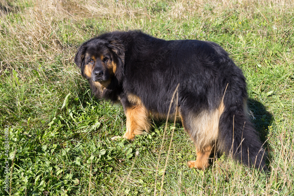 Very large Leonberger dog looking back while standing in field during a summer day Very large Leonberger dog looking back while standing in field during a summer day