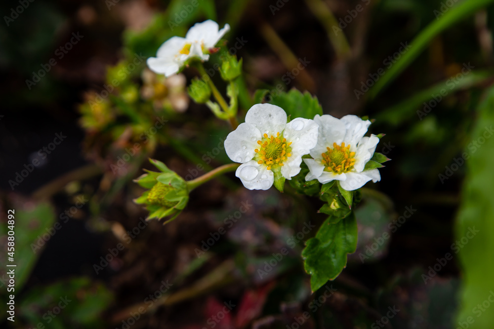 flower of strawberry in raindrops on a green background flower of strawberry in raindrops on a green background