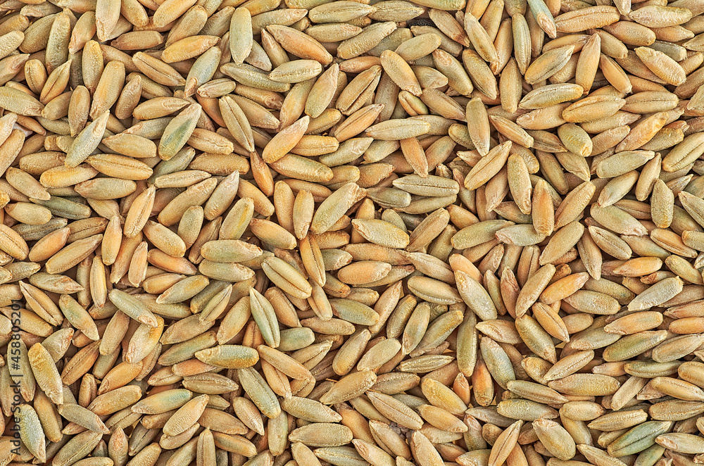 Texture of ripe rye seeds as background. Pile of fresh rye grains, top view. Texture of ripe rye seeds as background. Pile of fresh rye grains, top view.