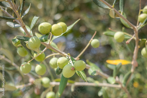 olive branch with leaves and green olives. Olive plant tree close up with selective focus shot in Turkey. Mediterranean plant, Olea europaea