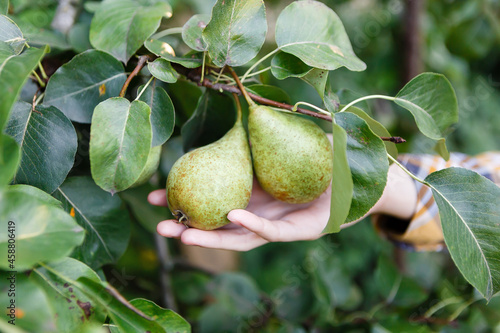 young woman harvests ripe pears from a tree in the garden